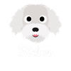 Bichon - Bichon Frise