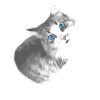 Maya le chat