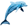 Delfin