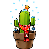 Cactus à Noël