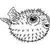 Puffer fish