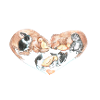 Animals heart