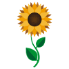 Flat Design - tournesol pour toujours