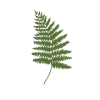 Think Green Fern Nature