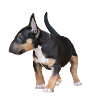 Miniature Bull Terrier
