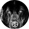 Schwarzer Schäferhund