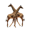 Giraffe - Africa - Kenya - Safari