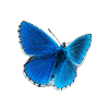 Blauer Morphofalter