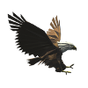 Eagle - Animal - Eagle's Head