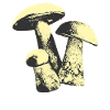 Weinlese-Pilz
