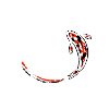 Koi Japan