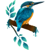Eisvogel