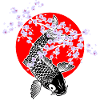 Cherry Blossoms SAKURA NISHIKIGOI Koi 1