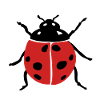 ladybug