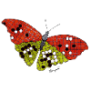 Go Butterfly
