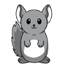 Sweet animal baby chinchilla