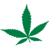 Cannabis