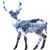 Deer with forest