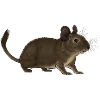 Cute Funny Cool Degu Gnavere