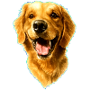 Golden Retriver