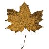 The autumn is here