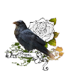 Crow - Raven Motif " Magic "