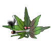 cannabis