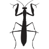 mantis