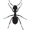 ant