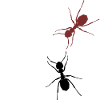 ants
