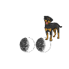 Rottweiler Hund