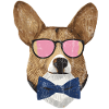Corgi Hipster