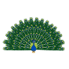 Peafowl 3
