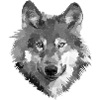 Wolf - dog drawn