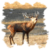 Ein röhrender Hirsch im Spätherbst