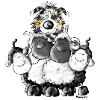 Australian Shepherd and sheep - Dog