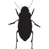 insect