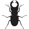 Hirschkäfer