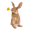 hare