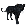 panther