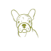 French bulldog