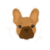 French bulldog