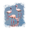 Flamingos - Flamingo - Africa - Safari - Kenya