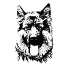 German Shepherd Dog GSD