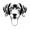 Black Lab Labrador Retriever