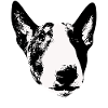 Englischer Bullterrier
