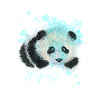 panda animal