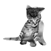 Bébé chat mignon