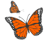 Monarch butterfly