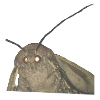 Mothmeme